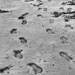 Footsteps in the sand by frequentframes
