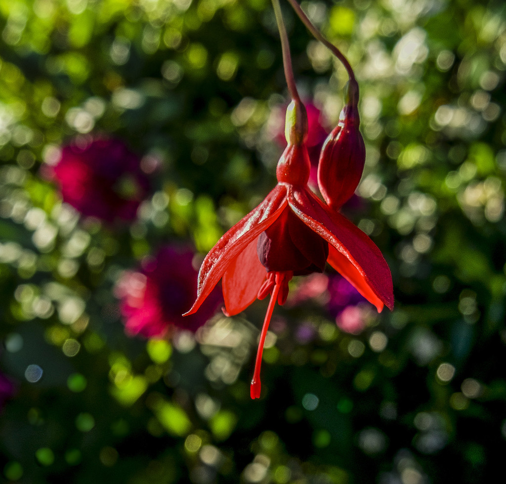 Fuchsia In The Garden by tonygig