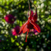Fuchsia In The Garden by tonygig
