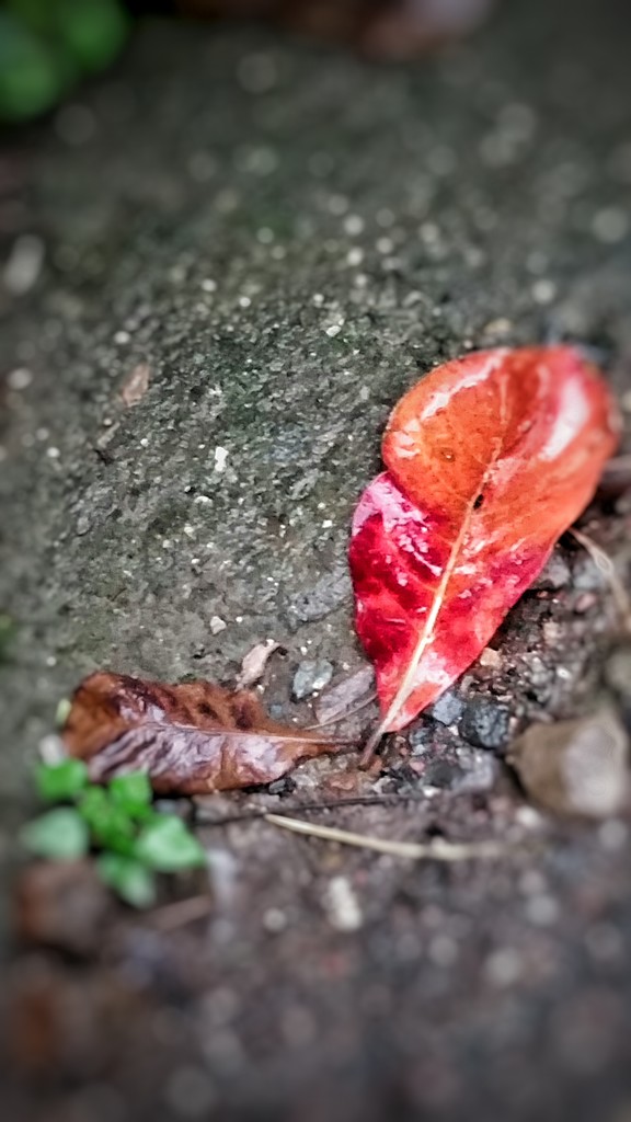 Fallen leaves by amrita21