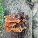 Fungi by plainjaneandnononsense