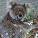 I wanna go home by koalagardens