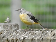 28th Aug 2016 - Grey Wagtail