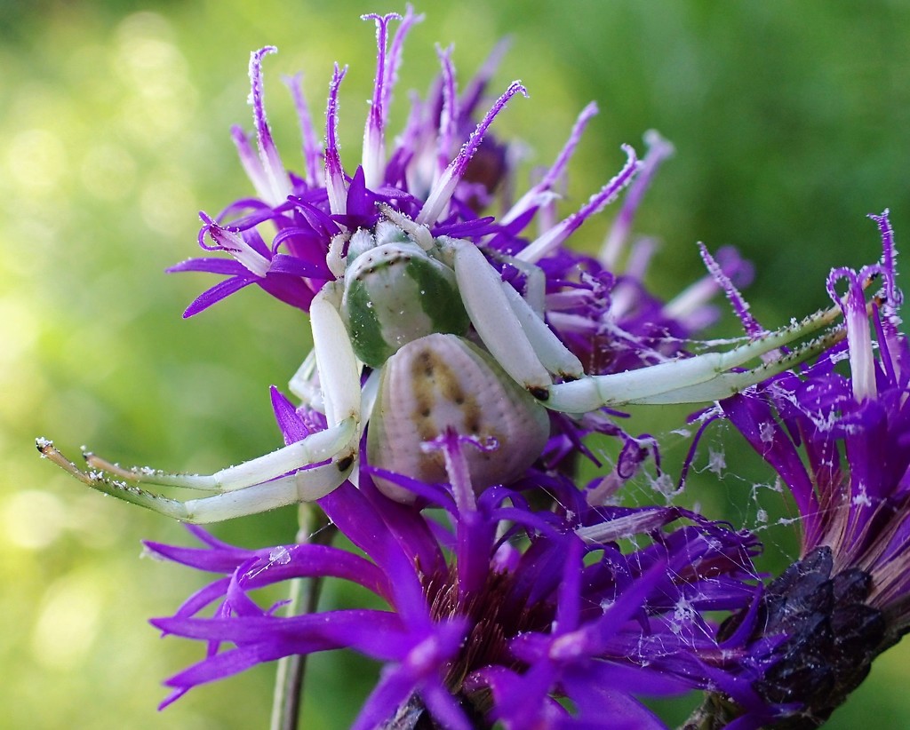 Flower Crab Spider by cjwhite