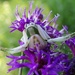 Flower Crab Spider by cjwhite