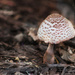 0830_6990 fungi by pennyrae