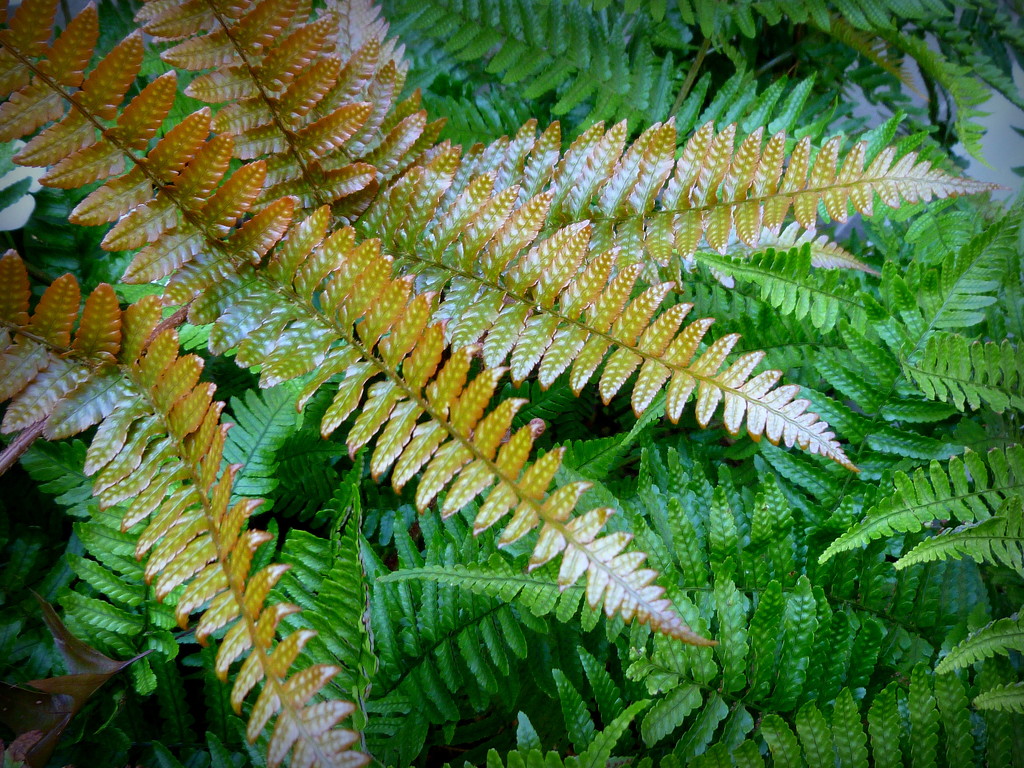 Fresh Fronds by calm