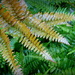 Fresh Fronds by calm