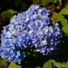 The end of the hydrangeas  by thewatersphotos
