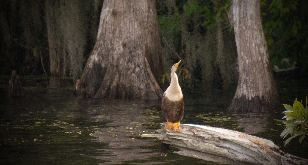 Front Side of the Anhinga! by rickster549