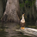 Front Side of the Anhinga! by rickster549