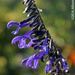 Purple Salvia by falcon11