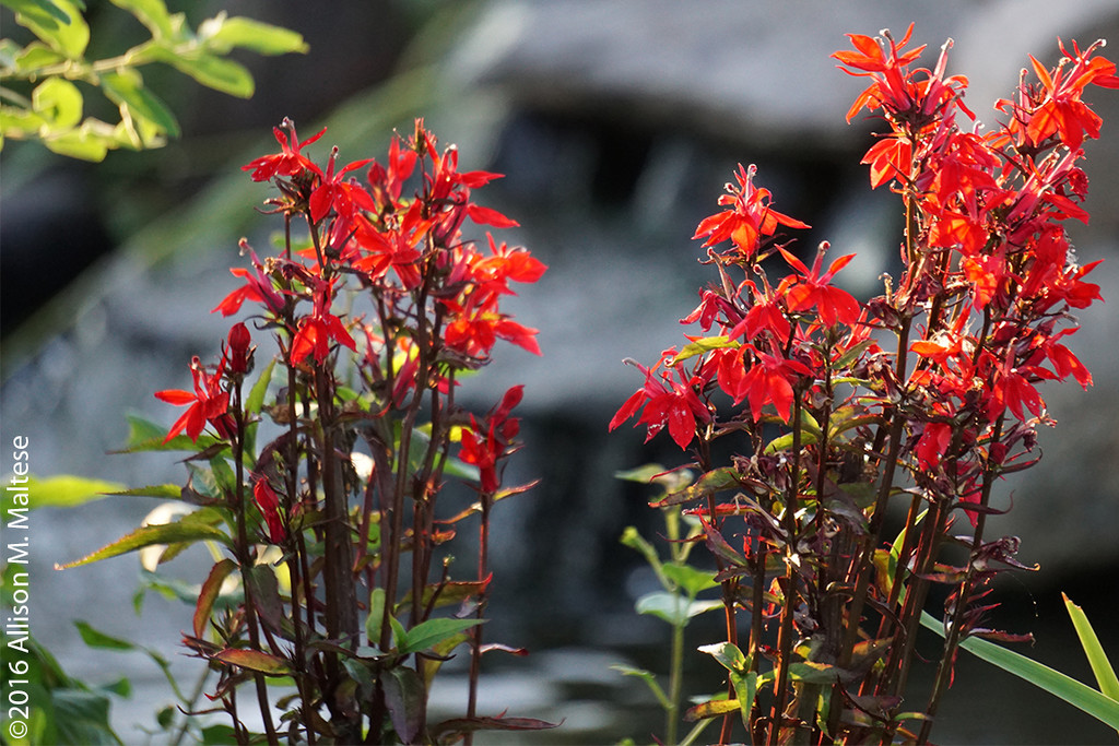 Cardinal Flowers by falcon11