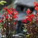 Cardinal Flowers by falcon11