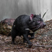 Tasmanian devil by gosia
