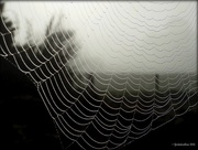 31st Aug 2016 - Misty cobweb