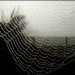 Misty cobweb by yorkshirekiwi