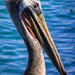 Pelican Head by elatedpixie