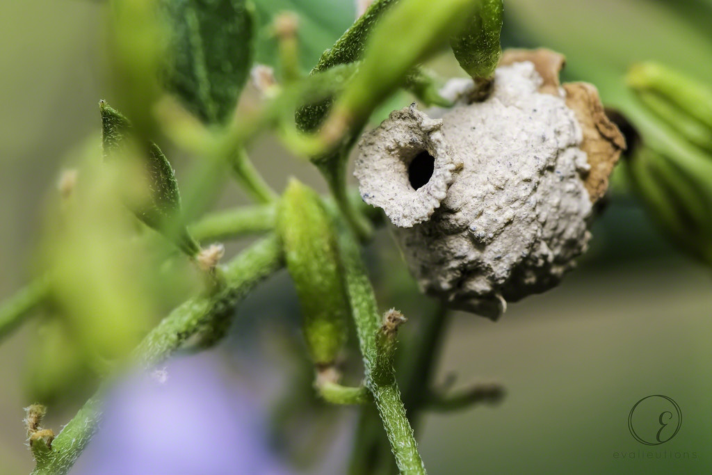 Potter wasp nest by evalieutionspics
