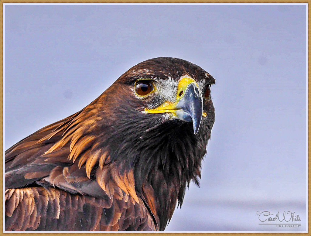 Eagle-Eyed by carolmw