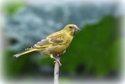 31st Aug 2016 - Friendly greenfinch