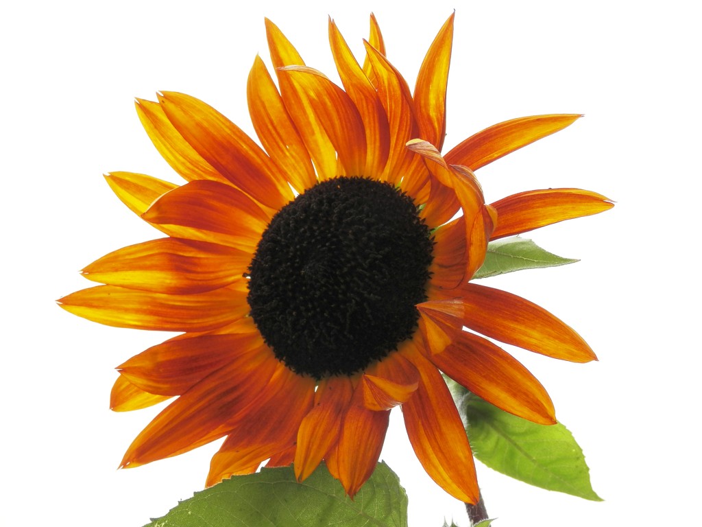 Sunflower by julie
