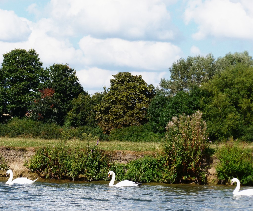 Three swans in a line by denidouble