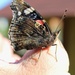 The Red Admiral #2 by lucien