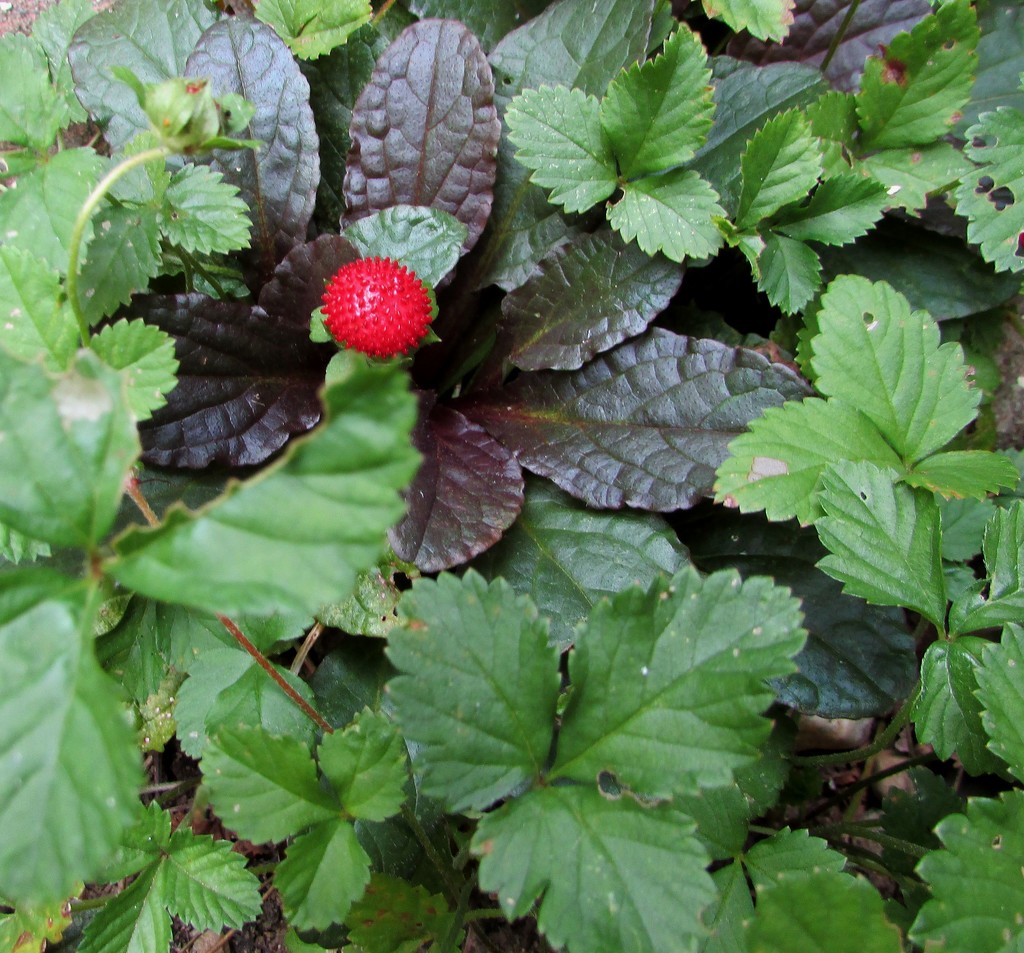 Wild strawberry versus ajuga by tunia