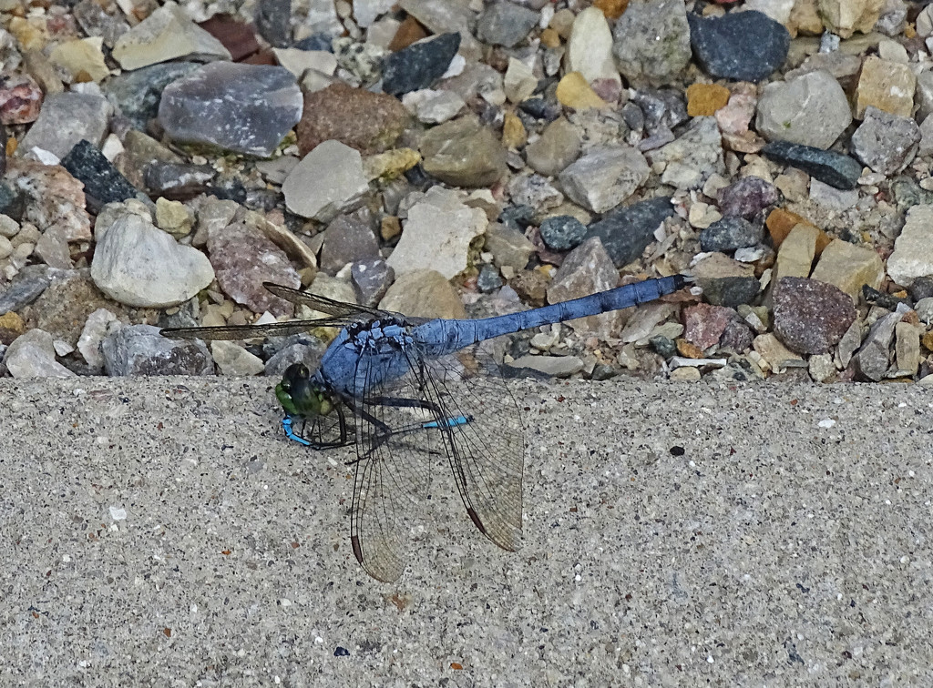 Dragonfly eating a Damselfly by annepann