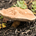 Huge mushroom by dridsdale
