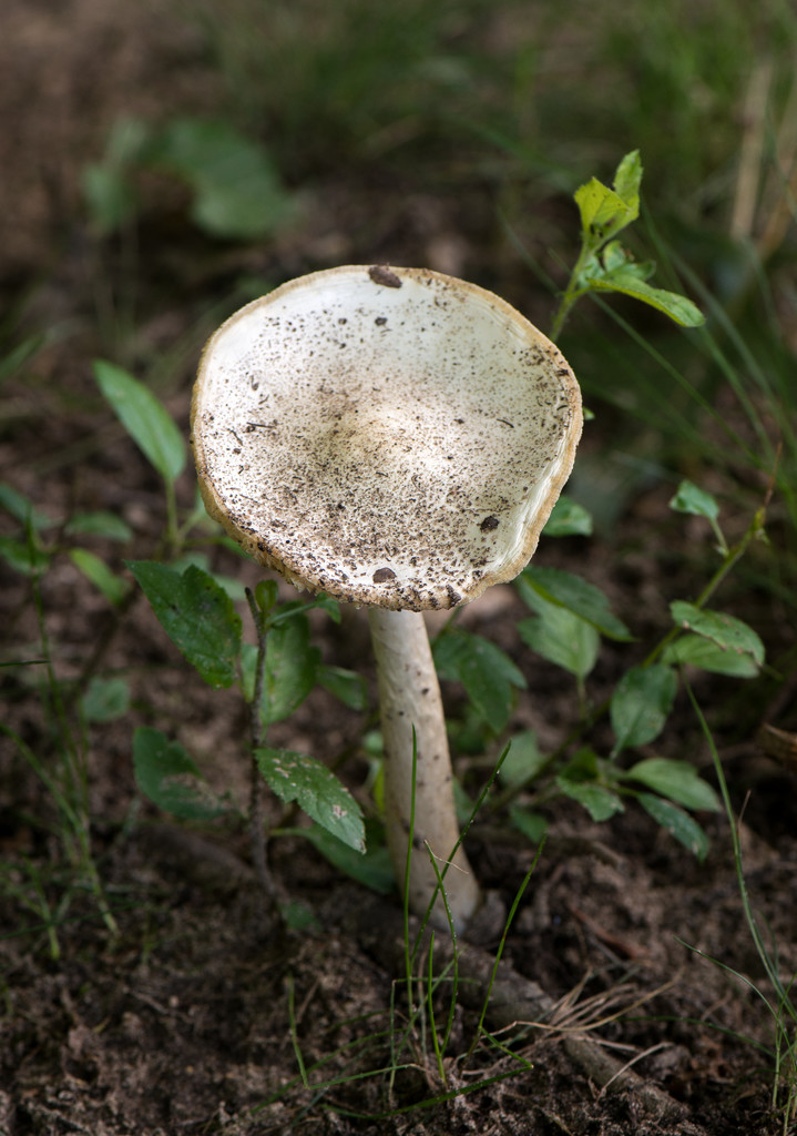 Mushrooms everywhere by dridsdale