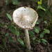 Mushrooms everywhere by dridsdale