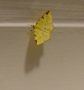 29th Aug 2016 - Lemon  moth
