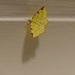 Lemon  moth by jokristina
