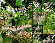 31st Aug 2016 - Butterflies on a tree