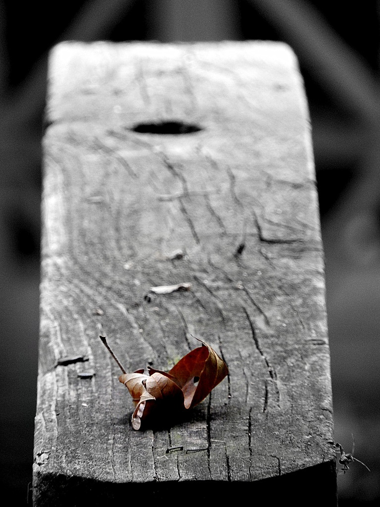 Fallen leaf and photobomber by homeschoolmom
