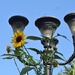 Sunflowers as tall as the light pole by dmdfday