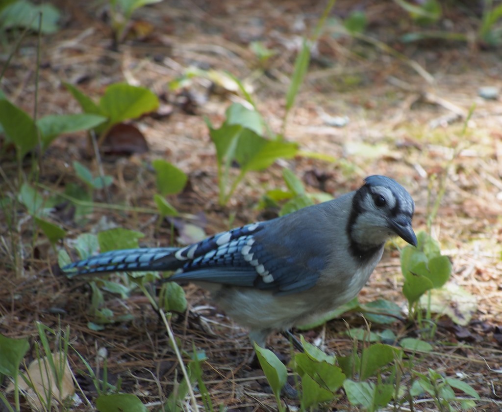 Blue Jay on the Ground by selkie