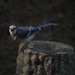 Blue Jay by selkie