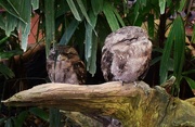 1st Sep 2016 - Tawny Frogmouth Owls ~
