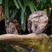 Tawny Frogmouth Owls ~ by happysnaps