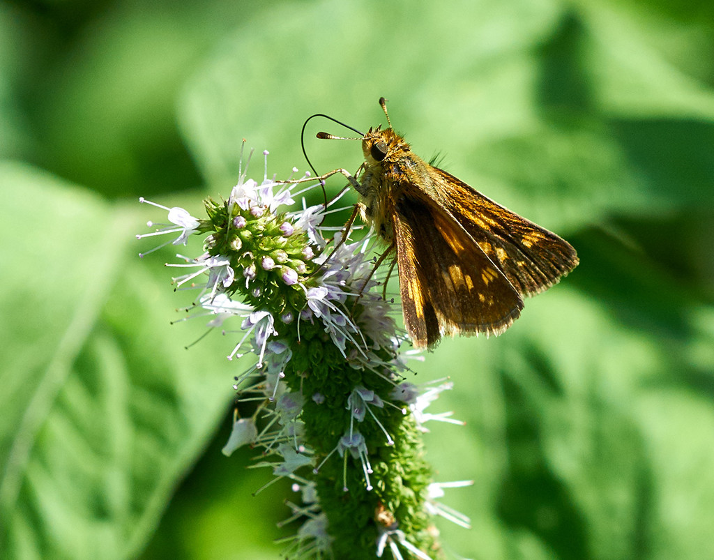 Brown Butterfly - Sachem (Atalopedes campestris)? by gardencat
