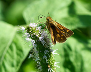 31st Aug 2016 - Brown Butterfly - Sachem (Atalopedes campestris)?