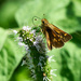 Brown Butterfly - Sachem (Atalopedes campestris)? by gardencat