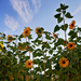 Our sunflowers by kiwichick