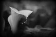 30th Aug 2016 - Arum Lily