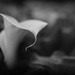 Arum Lily by nickspicsnz