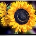 Sunflowers by stuart46