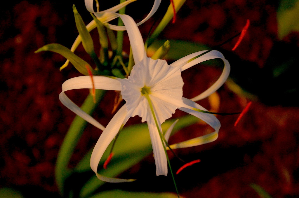 Spider lily (Hymenocallis littoralis) by congaree